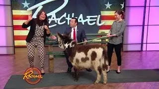 This President Kept a Donkey at the White House