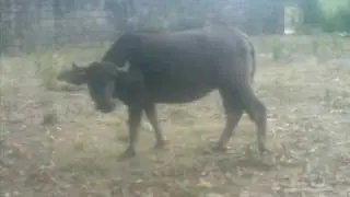 adphoto - animal song