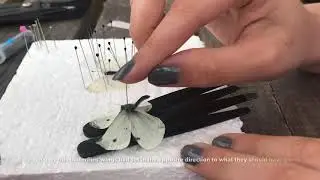 Insect Pinning Time Lapse - Cabbage White Butterfly