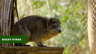 ROCK HYRAX