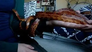 Beginning Snake Owner Basics - Update