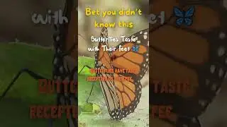 BUTTERFLIES LICK With Their Feet  #facts #diy #education #iqtest #science #project  #youtubeshorts