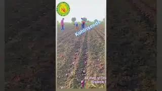 Light Red Onion Sowing Started Today!🌱🧅Kohiri Seeds#GuaranOnion#OnionSowing#FarmingLife#KohiriSeeds