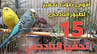 تحفيز البادجي على التزاوج 😍 أقوى أصوات البادجي المحفزة 🦜