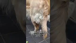 Symptoms of Hip Dysplasia in Buffy the Golden Retriever