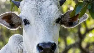 Caracu Cattle: Brazil&rsquo;s Strongest and Most Resilient BreedCaracu Cattle Explained | Brazilian Breed 
