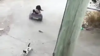 Cat got ran over by a toy car