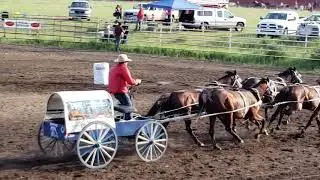 Chief Eddy makokis drives chuckwagon