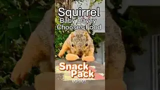Squirrel Chooses Food snack pack edition #animals #games #wildlife #learning #fun #cute #reaction