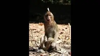 Darrel is taking cared poor monkey Rya