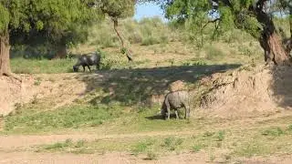 Buffalo Videos with Buffalo Sounds | Amazing Buffaloes | Buffalo Video #KundiBhens #BuffaloSounds