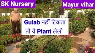 ये है Rose का Substitute|| SK Nursery Mayur Vihar || #youtube #plantnurseryvisit 