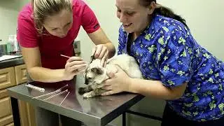 N2 the Talking Cat S2 Ep10 - Burrito Cat