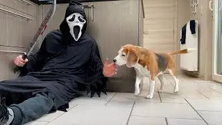 Hilarious Beagle Dogs Take on Killer Clown Pranks!