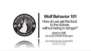 WOLF BEHAVIOR 101: Feeding Wolves (#5 of 12)