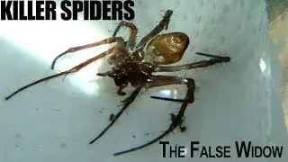 KILLER SPIDERS | discovery of original False Widow | Exclusive