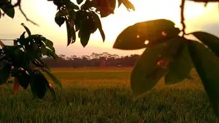 CINEMATIC SAWAH | AESTHETIC VIDEO | NATURE | SAWAH PEDESAAN | STORY WA 1 MENIT