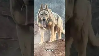 Puppy to Big Dog 🐶 Transformation  🐾 🐕