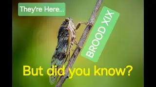 Brood XIX Cicadas 2024 -  The Southern Symphony