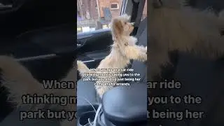 When you go on a car ride thinking mom is taking you to the park!