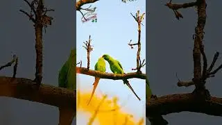 #nature #birds #flyingnature #flyingfeathers #wildlife #birdlife #flyingthenest #birdlover #wildbird