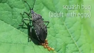Squash Bug Control