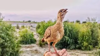 Rani teetar ki video