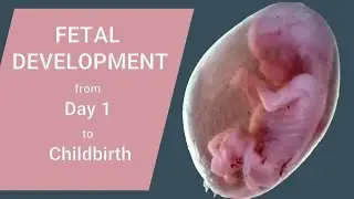 FETAL DEVELOPMENT  from DAY 1 to CHILDBIRTH