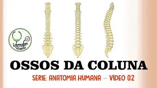 Ossos da Coluna Vertebral - Anatomia Humana - V&iacute;deo 02