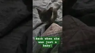 One of our favorite baby Junebug videos ❤️❤️❤️ #junebugandcatfish #kitten #cutekittens