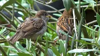 A good year for local House Sparrows - London UK