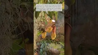 Pitcher plant  or insect eating plant