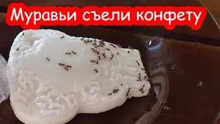 VLOG Муравьи съели конфету. У нас опять гости