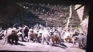 The Jungle Book (2016) - Baloo's Roar funny scene