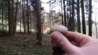 Windrichtung bestimmen