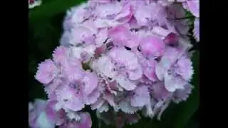 Nature Sanctuary - Flowers, Mushrooms, and More