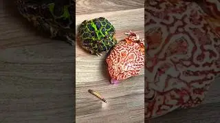 Frogs Hunting
