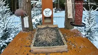 Who spilled crumbs? #jay#eurasianjay #coaltit #nuthatch #greattit #birdfeeder#кормушка Кто накрошил?