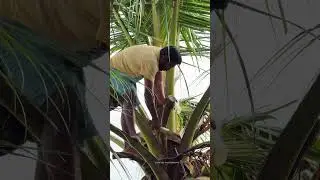 Toddy Tapping #toddy #kerala
