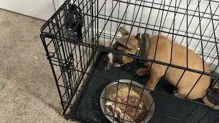 Does Raw Food Make Your Dog Aggressive 