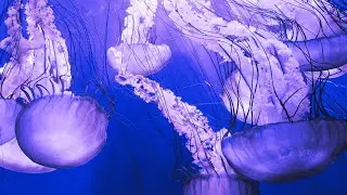 Jellyfish Serenade: Beneath the Waves Deep Sea Meditation for Ultimate Relaxation
