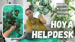 🪴Hoya Helpdesk: Your Questions, My Answers