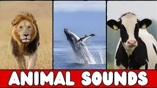 Leaning video of Animal Sound for kids- Learning Animals for Kids