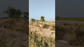 Around the harvested paddy rice 🐐🏃🌾🌱 #goat #animals #farming #nature #pets #wildlife #ai #Cambodia
