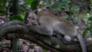 Wow! Monkey meeting beautiful girl - Monkey meeting near angkor wat temple -