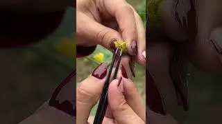 Hibridaci&oacute;n de Cucumus Sativus L. - Mirley Sangurima 5to B AGRONOM&Iacute;A