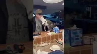 Catdad gets Big welcome home! #shorts #catdaddy #cute #animalshorts