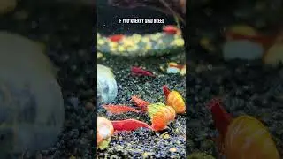 Try These PEACEFUL Red Cherry Shrimp Tank Mates Today!