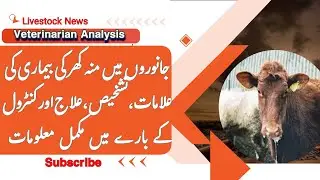 Foot and Mouth disease in cows| fmd disease treatment in cattle| muh khur bimari ka ilaj
