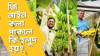 জি-নাইন কলা কি সত্যিই পাকে? | G9 Banana Ripening Test (Real Result)